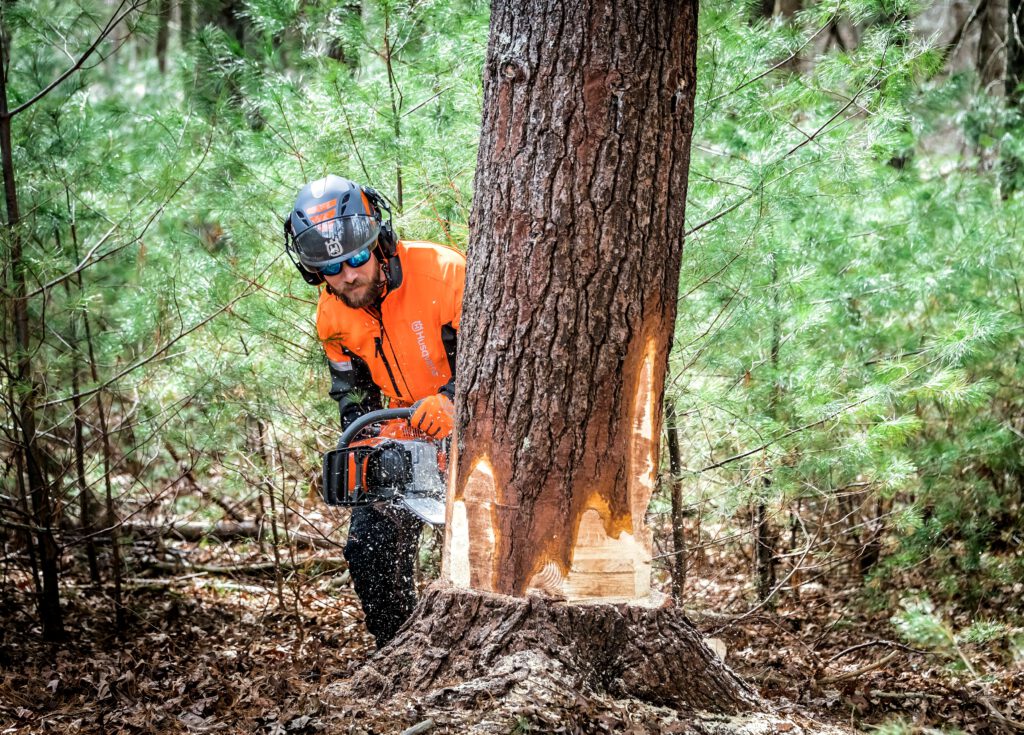 cómo elegir tu motosierra